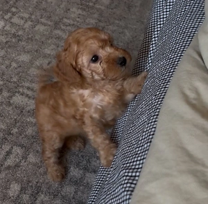 fetita poodle miniature  - imagine 3