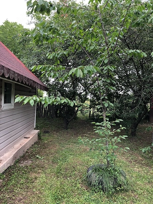 Vând teren cu căsuță de vacanță în comuna Butimanu, sat Bărbuceanu, județul Dâmbovița - imagine 2