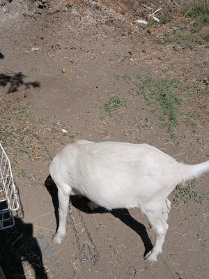 ieduta capra