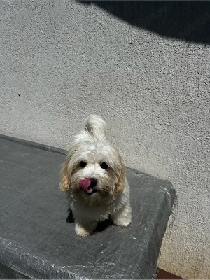 vând bichon maltez mini toy - imagine 2