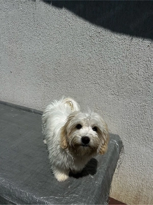 vând bichon maltez mini toy