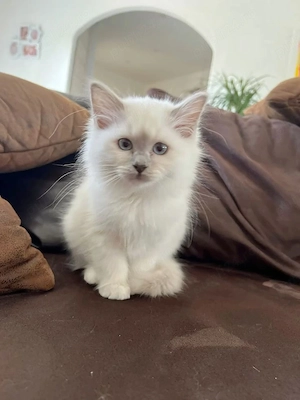 Ragdoll baieței și fetițe  - imagine 2