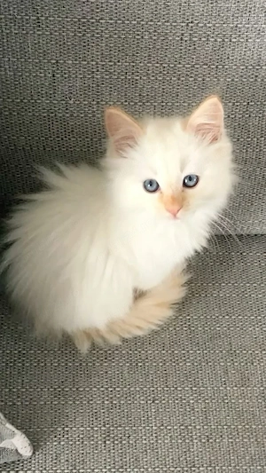 Ragdoll baieței și fetițe  - imagine 5