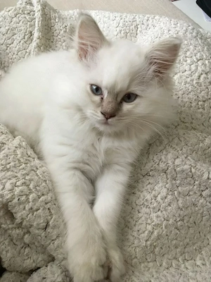 Ragdoll baieței și fetițe  - imagine 4