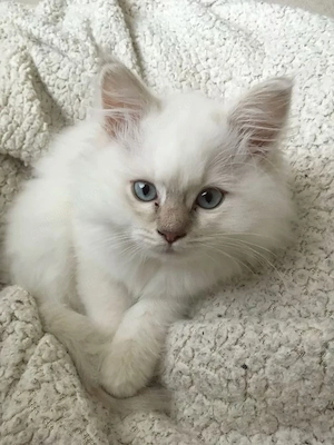 Ragdoll baieței și fetițe  - imagine 3
