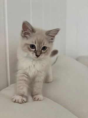 Ragdoll puiuți 