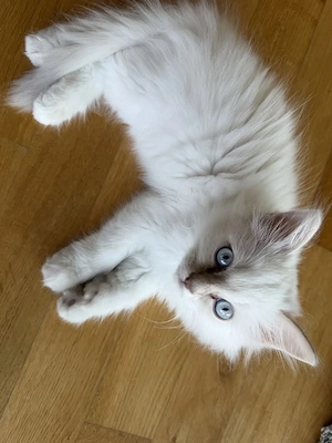 Ragdoll puiuți  - imagine 2