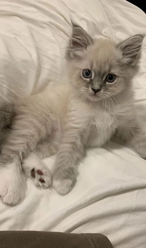 Ragdoll puiuți  - imagine 3