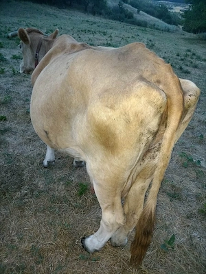 Vaca de lapte 