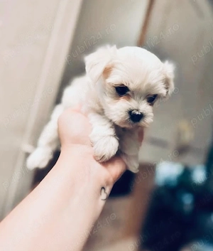 Bichon mini toy 6 săptămâni 