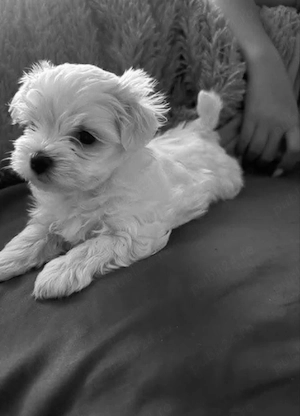 Bichon maltez miny toy