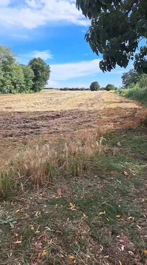 Teren intravilan 1700 mp   Grecii de Jos, Fierbinți-Târg   35 min București - imagine 2