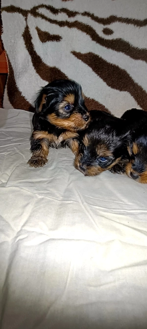 Yorkshire terrier 