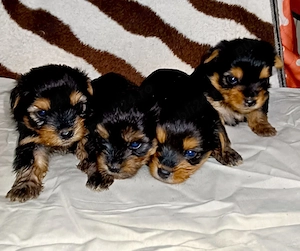 Yorkshire terrier 