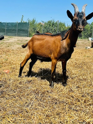Țapi Alpina Franceza 5-7 luni 