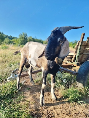 De vânzare: ieduță metis Saanen   Nubian - imagine 2