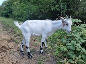 De vânzare: ieduță metis Saanen   Nubian