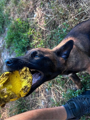 Lup Belgian (Malinois)  - imagine 3