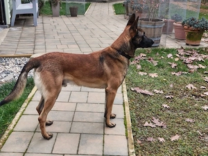 Lup Belgian (Malinois)  - imagine 2