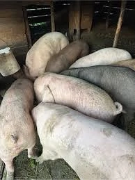 Vând porci și purcei 