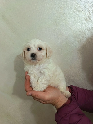 Băiat și fetita bichon maltez - imagine 2