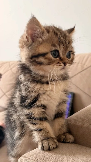 British shorthair pisoiași - imagine 5