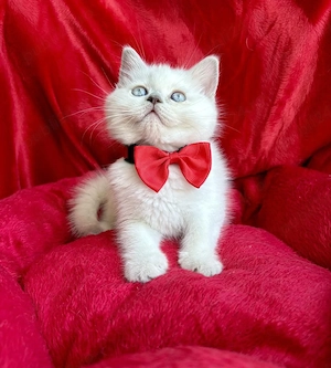 British shorthair pui superbi