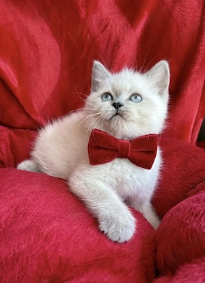 British shorthair pui superbi - imagine 2