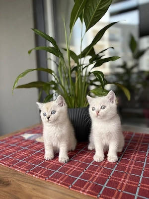British shorthair pisoiași - imagine 5