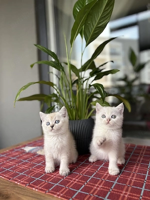British shorthair pisoiași - imagine 4