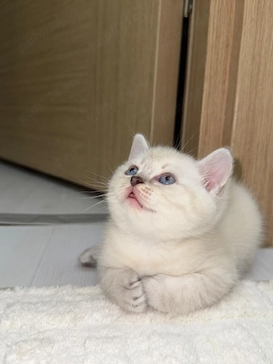 British shorthair pisoiași - imagine 2