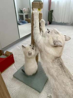 British shorthair pisoiași - imagine 3