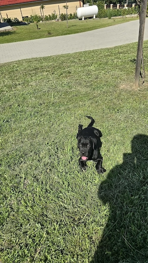 Cane Corso de vanzare  - imagine 4
