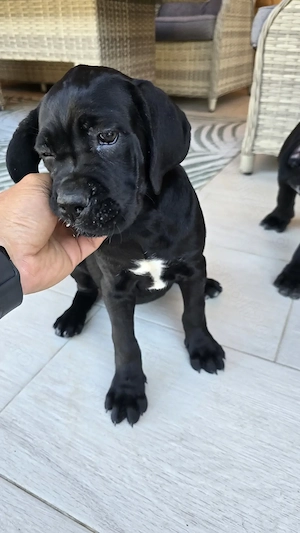 Cane Corso de vanzare  - imagine 3