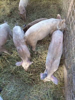 Vind animale , vier, tapi,purcei. - imagine 5