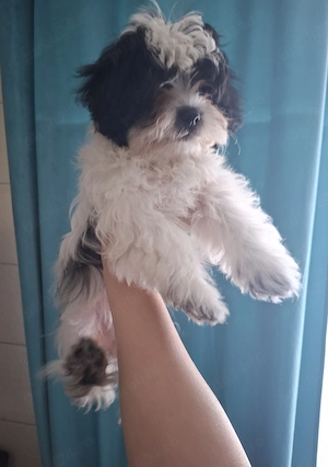 Bichon Havanez fetiță 