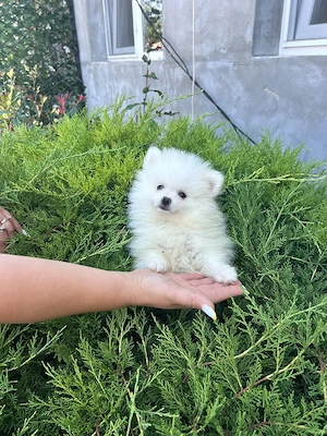 Pomeranian  mini spitz