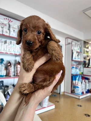 Poodle Toy fetița 