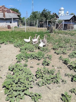 Vând gâște 