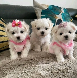 Fetiță și băiețel mini toy 
