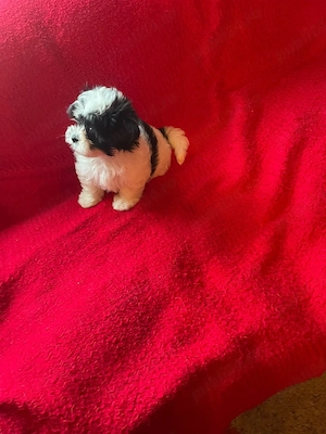 Bichon Havanez Pasaport Bishon Talie Mica Bison