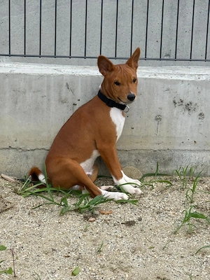  Vinkey își caută familia potrivită (adopție)