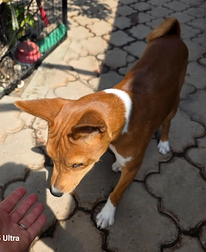 Vinkey își caută familia potrivită (adopție) - imagine 3