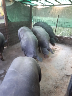 Porci de vanzare - imagine 3