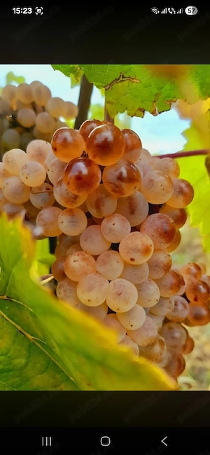 vând struguri de vin 2026