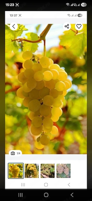 vând struguri de vin productie 2026