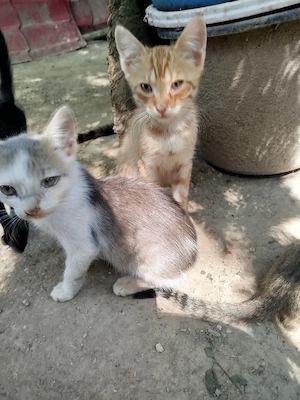 Pisoi drăgălași pentru adopție - imagine 2