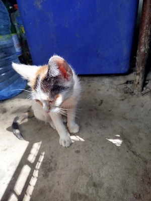 Pisoi drăgălași pentru adopție