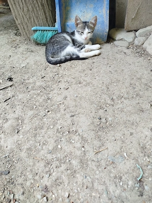 Pisoi drăgălași pentru adopție - imagine 3