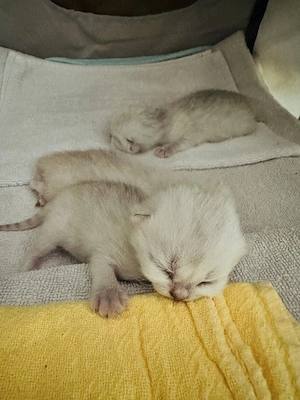Pui british shorthair chincila silver